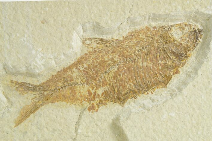 Fossil Fish (Knightia) - Wyoming #363794